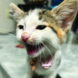 mimi