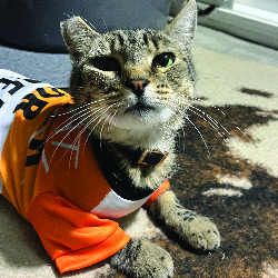 gato
