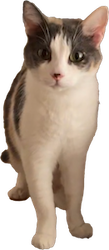 keva neutral